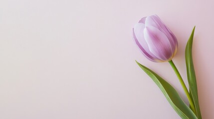 Obraz premium A single pastel lilac tulip against a soft cream background, close-up shot, Minimalist style