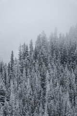 Snow covered trees on a mountain with fog in winter. Alberta, Canada