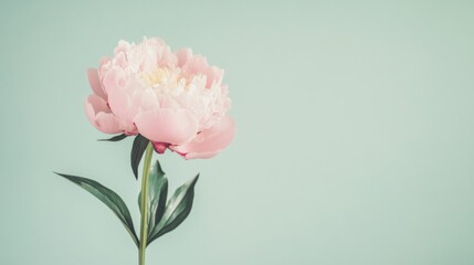 Fototapeta premium A single pastel pink peony against a light sage green background, close-up shot, Minimalist style
