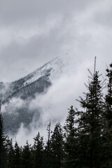 Snow covered trees on a mountain with fog in winter. Alberta, Canada