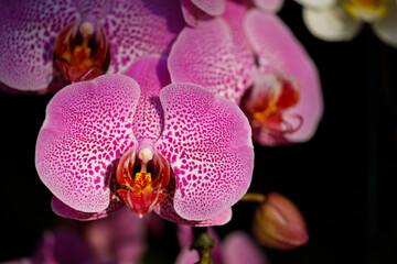 Closeup nature view of Orchids flowers in garden.