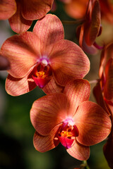 Closeup nature view of Orchids flowers in garden.