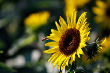 Closeup nature view of flowers in garden..