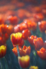 colorful tulips flowering in the garden.