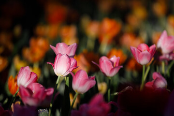 colorful tulips flowering in the garden.