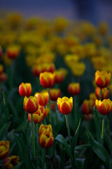 colorful tulips flowering in the garden.
