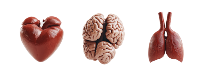 3D realistic model of a human heart, brain, and lungs isolated on a transparent PNG white background
