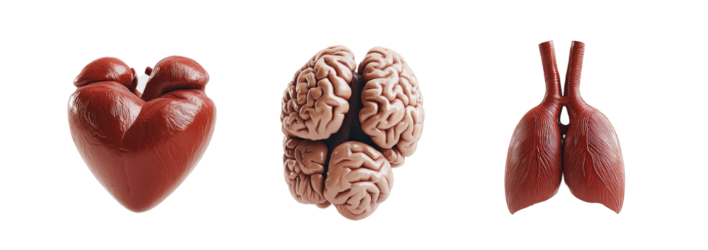 3D realistic model of a human heart, brain, and lungs isolated on a transparent PNG white background
