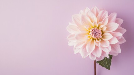 Obraz premium A single soft blush dahlia against a muted lavender background, close-up shot, Minimalist style