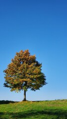 Golden tree on a hill in autumn. On a blue sky.