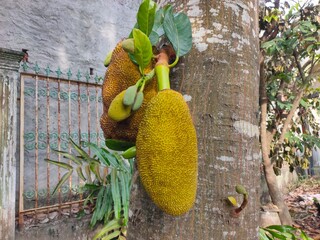 durian on a tree