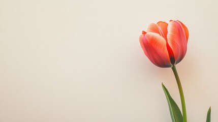 A single vibrant coral tulip against a light beige background, close-up shot, Minimalist style