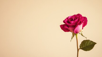 A single vibrant fuchsia rose against a light taupe background, close-up shot, Minimalist style
