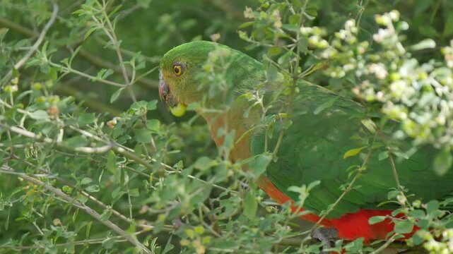 Bird eating on branch