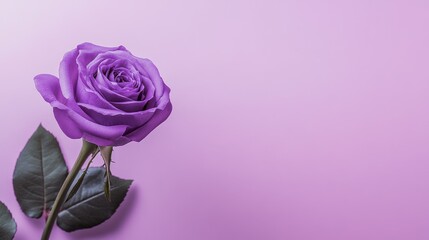 A single vibrant violet rose against a soft lavender background, close-up shot, Minimalist style