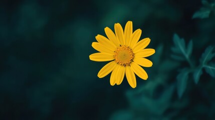 Obraz premium A single vibrant yellow daisy against a deep forest green background, artistic close-up shot, Minimalist style