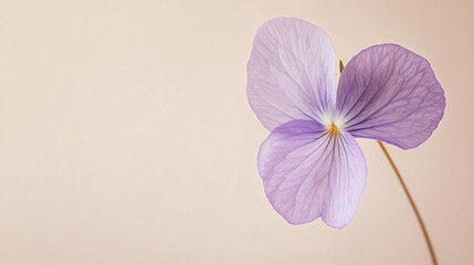 Obraz premium A soft lilac violet against a neutral beige background, close-up shot, Minimalist style