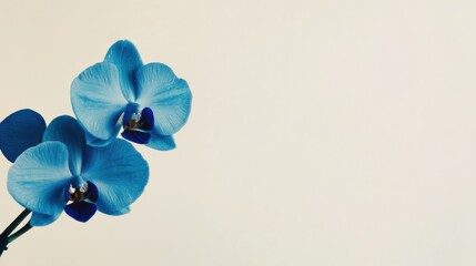 Obraz na płótnie Canvas A solitary deep blue orchid isolated against a pale cream background, close-up shot, Minimalist style