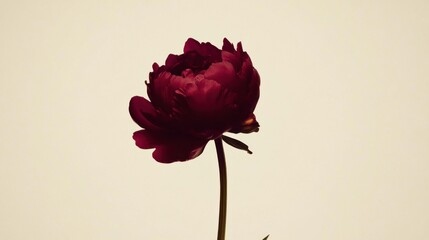 A solitary rich crimson peony against a light cream background, close-up shot, Minimalist style