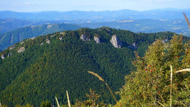 view from the mountain with fruit tree