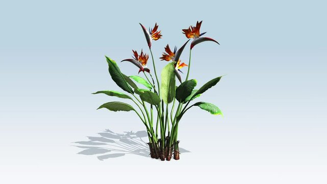 Birds of paradise flower, orange flowers