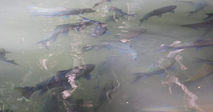 Fish in a Tham Pla Fish Cave, Thailand
