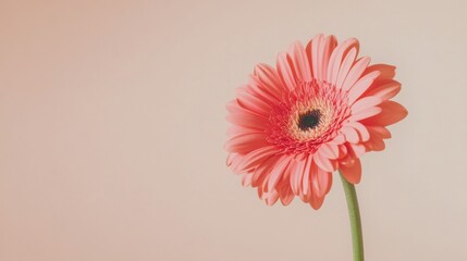 A solitary vibrant coral gerbera daisy against a light taupe background, close-up shot, Minimalist style