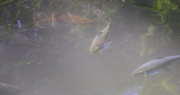 Fish in a Tham Pla Fish Cave, Thailand