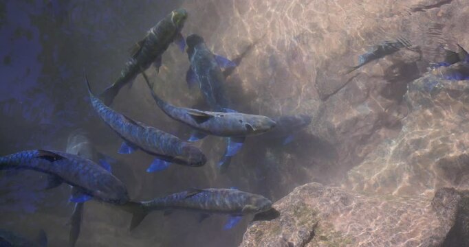 Fish in a Tham Pla Fish Cave, Thailand