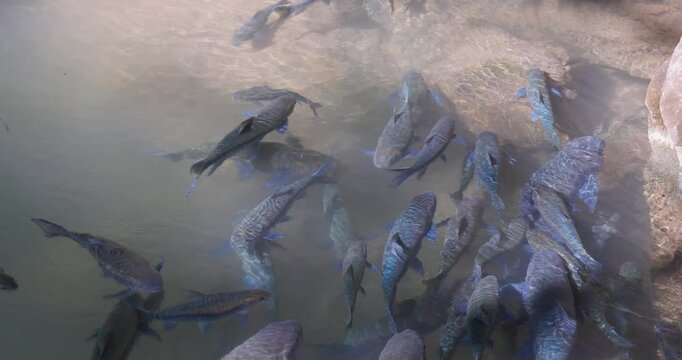 Fish in a Tham Pla Fish Cave, Thailand
