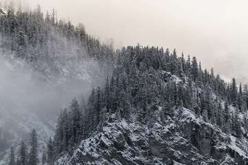 Snow covered trees on a mountain with fog in winter. Alberta, Canada