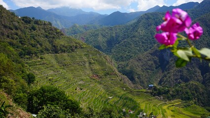 rice terraces