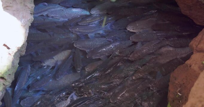Fish in a Tham Pla Fish Cave, Thailand