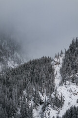 Snow covered trees on a mountain with fog in winter. Alberta, Canada