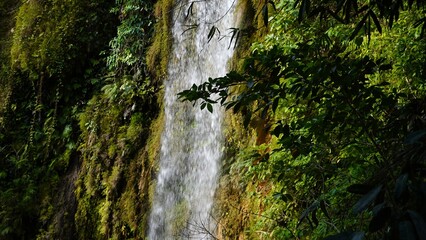 waterfall in the forest