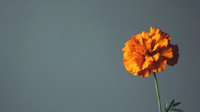 A striking orange marigold against a muted gray backdrop, close-up shot, Minimalist style