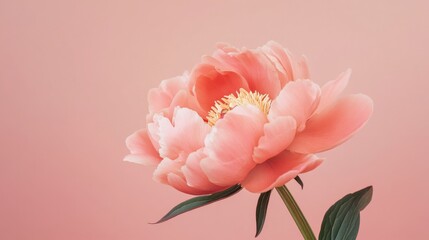 A striking pink peony against a muted pink backdrop, close-up shot, Minimalist style