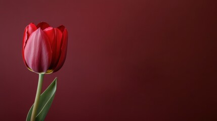Fototapeta premium A vibrant red tulip against a muted burgundy background, artistic close-up shot, Minimalist style