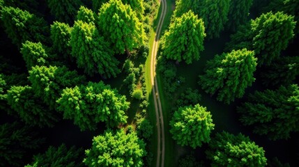 Fototapeta premium Overhead View of a Dirt Path Winding Through Lush Green Coniferous Trees