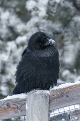 Common raven or northern raven (Corvus corax) sitting on a wooden fence in the snow in Alberta, Canada