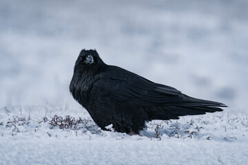 Common raven or northern raven (Corvus corax) standing in the snow in Alberta, Canada
