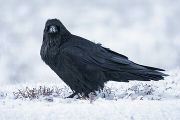 Common raven or northern raven (Corvus corax) standing in the snow in Alberta, Canada