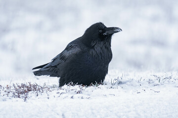 Common raven or northern raven (Corvus corax) standing in the snow in Alberta, Canada