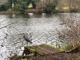 A great blue heron, Ardea cinerea, on the bank of a natural broad on a wooden pier on beautiful...