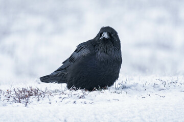 Common raven or northern raven (Corvus corax) standing in the snow in Alberta, Canada