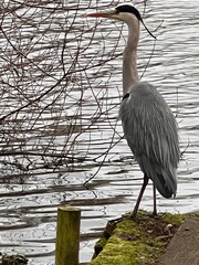 A great blue heron, Ardea cinerea, on the bank of a natural broad on a wooden pier on beautiful...