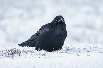 Common raven or northern raven (Corvus corax) standing in the snow in Alberta, Canada