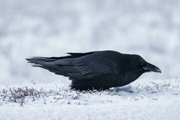 Common raven or northern raven (Corvus corax) standing in the snow in Alberta, Canada