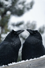 Two common raven or northern raven (Corvus corax) sitting on a wooden fence in the snow in Alberta,...