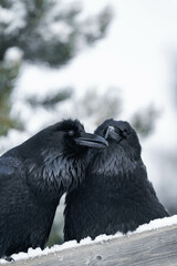 Two common raven or northern raven (Corvus corax) sitting on a wooden fence in the snow in Alberta, Canada
